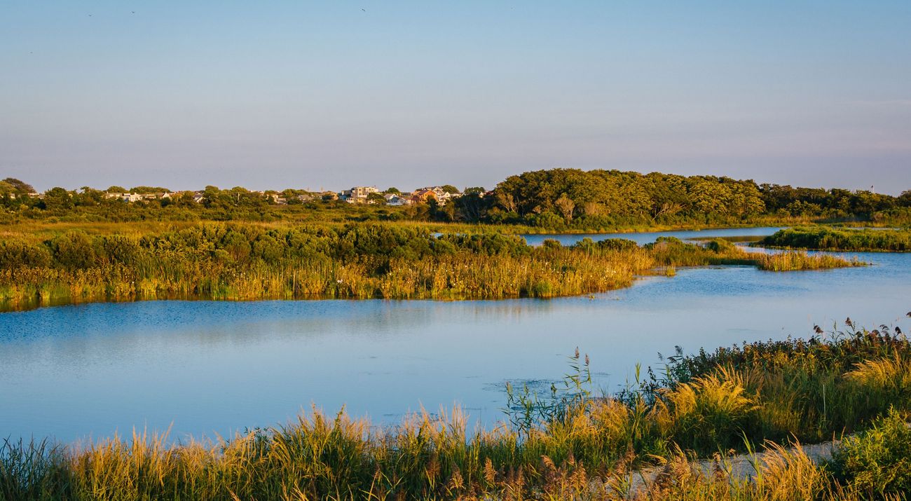 A freshwater pond is surrounded by tall wetland grasses. Overhead the moon is on display.