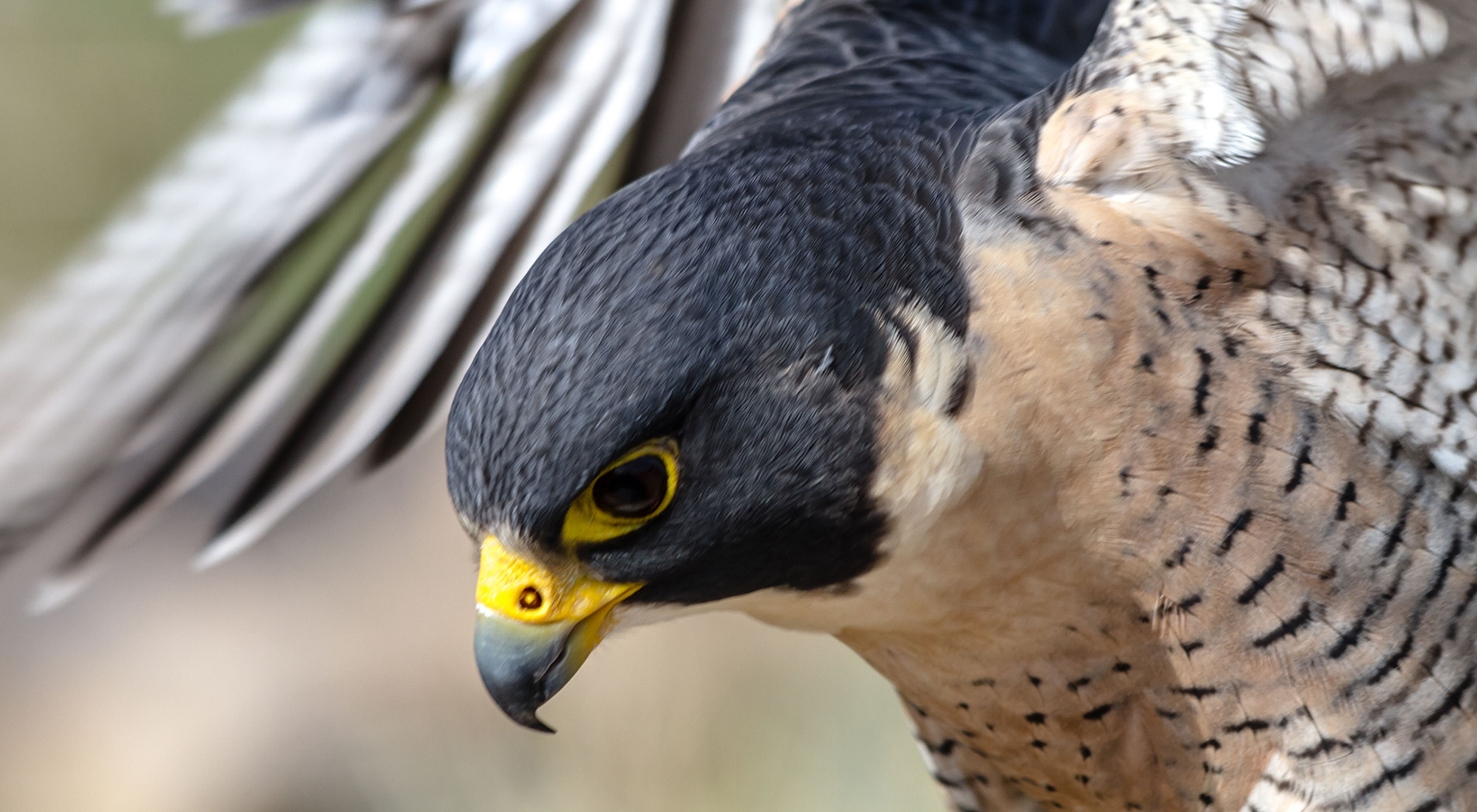 Closeup of the head and neck of a peregrine falcon--a bird of prey with a gray head, bright yellow skin around the eyes and beak, and white body feathers with a few black stripes.
