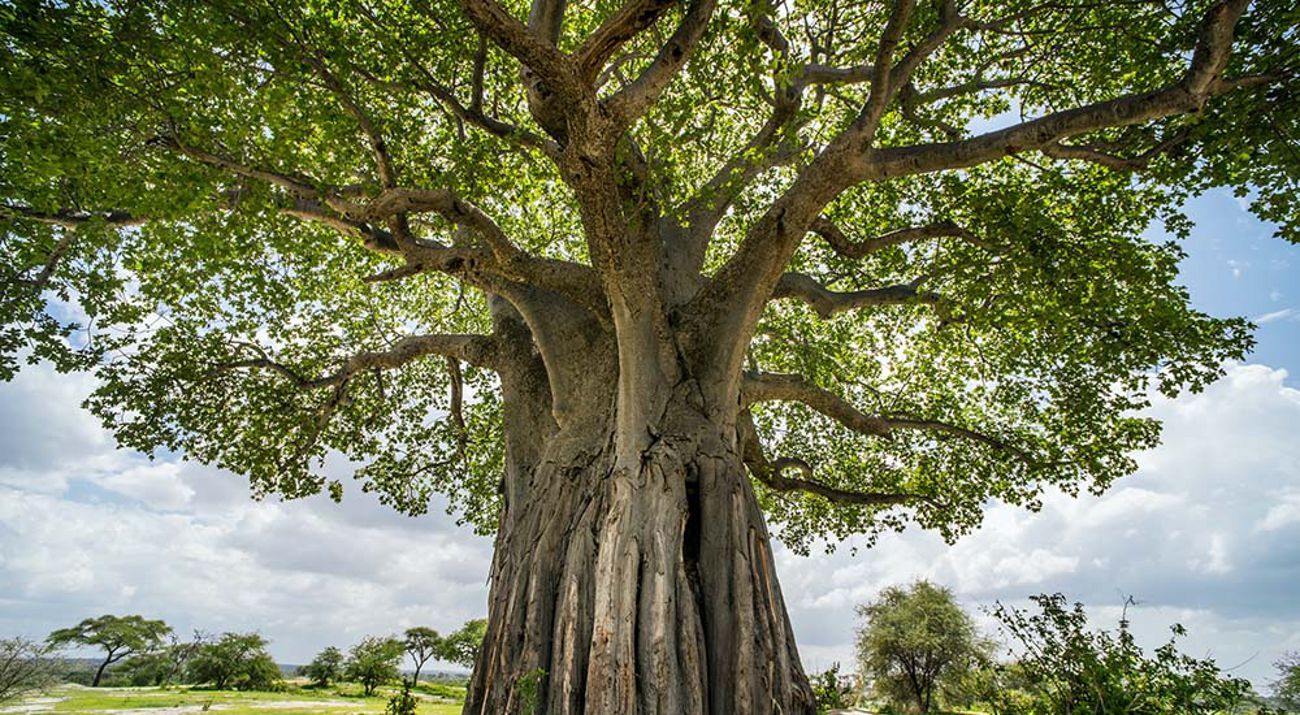 A large tree reaches to the sky on a sunny day