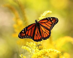 A monarch butterfly pollinating goldenrod. 