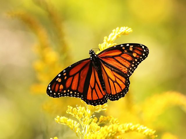 Monarch Butterfly on flower.