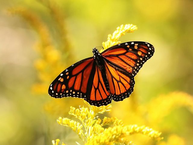 a close up of a monarch butterfly.