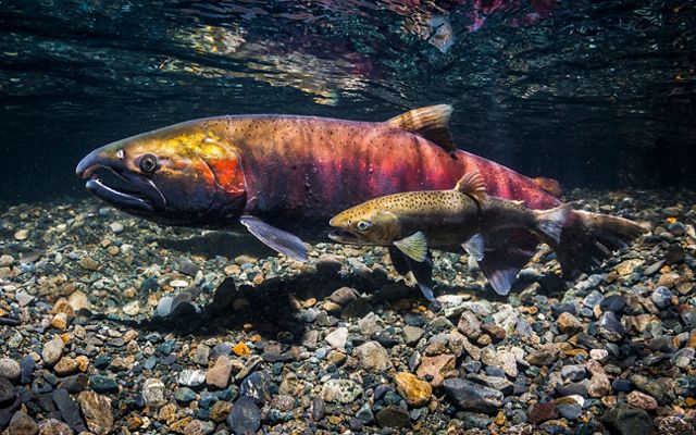 Female coho salmon, also known as silver salmon (Oncorhynchus kisutch) being courted by a jack.