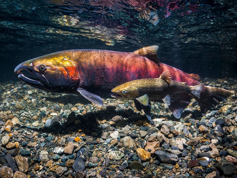 Female coho salmon, also known as silver salmon (Oncorhynchus kisutch) being courted by a jack.