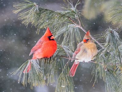 Red bird with black face markings perched on a small limb.
