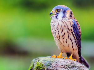 A closeup of a kestrel, a small bird of prey with a curved beak, blue-grey head, and brown, white-and-black-striped breast.