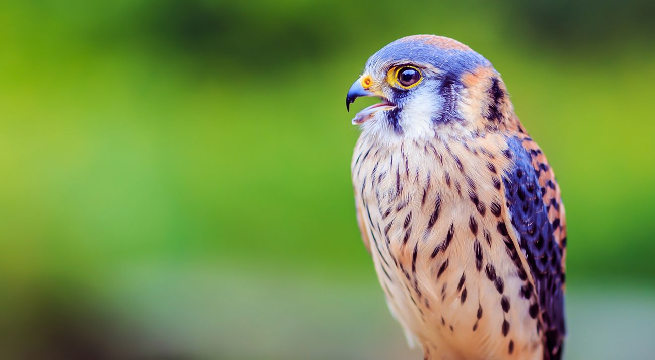 A closeup of a kestrel, a small bird of prey with a curved beak, blue-grey head and brown-white and black striped breast.