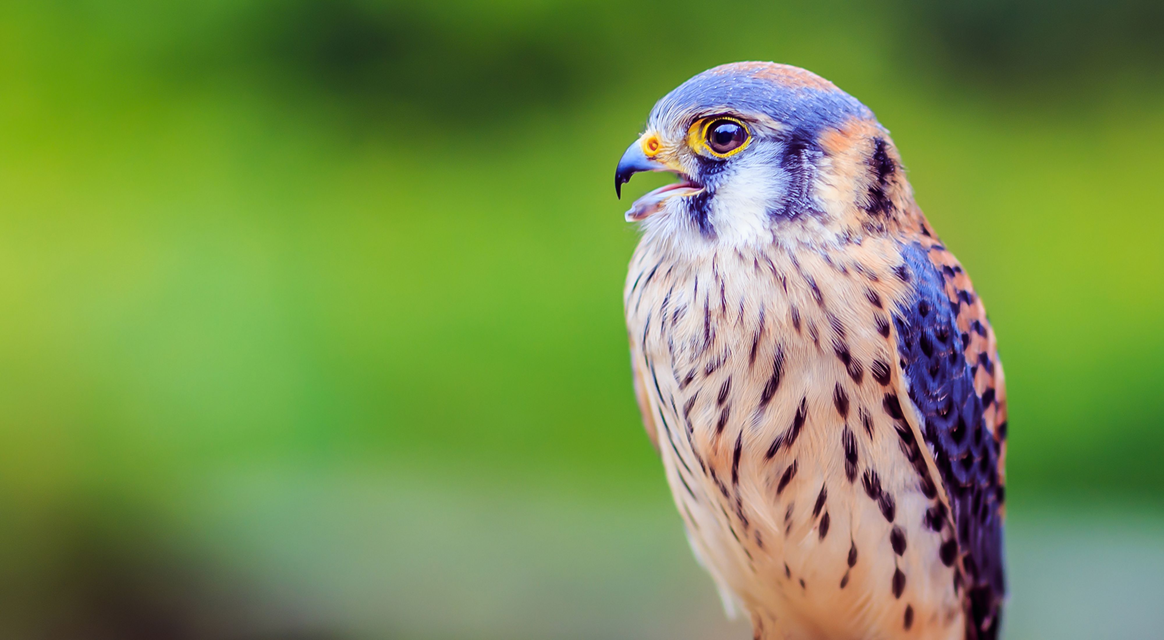 A closeup of a kestrel, a small bird of prey with a curved beak, blue-grey head and brown, white and black striped breast.