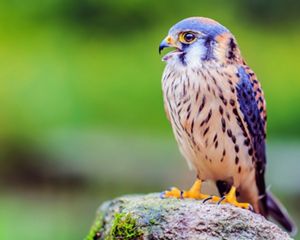 A closeup of a kestrel, a small bird of prey with a curved beak, blue-grey head, and brown-white-and-black-striped breast.