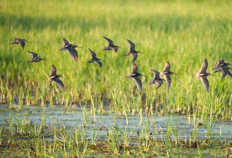 Birds fly over a marsh.
