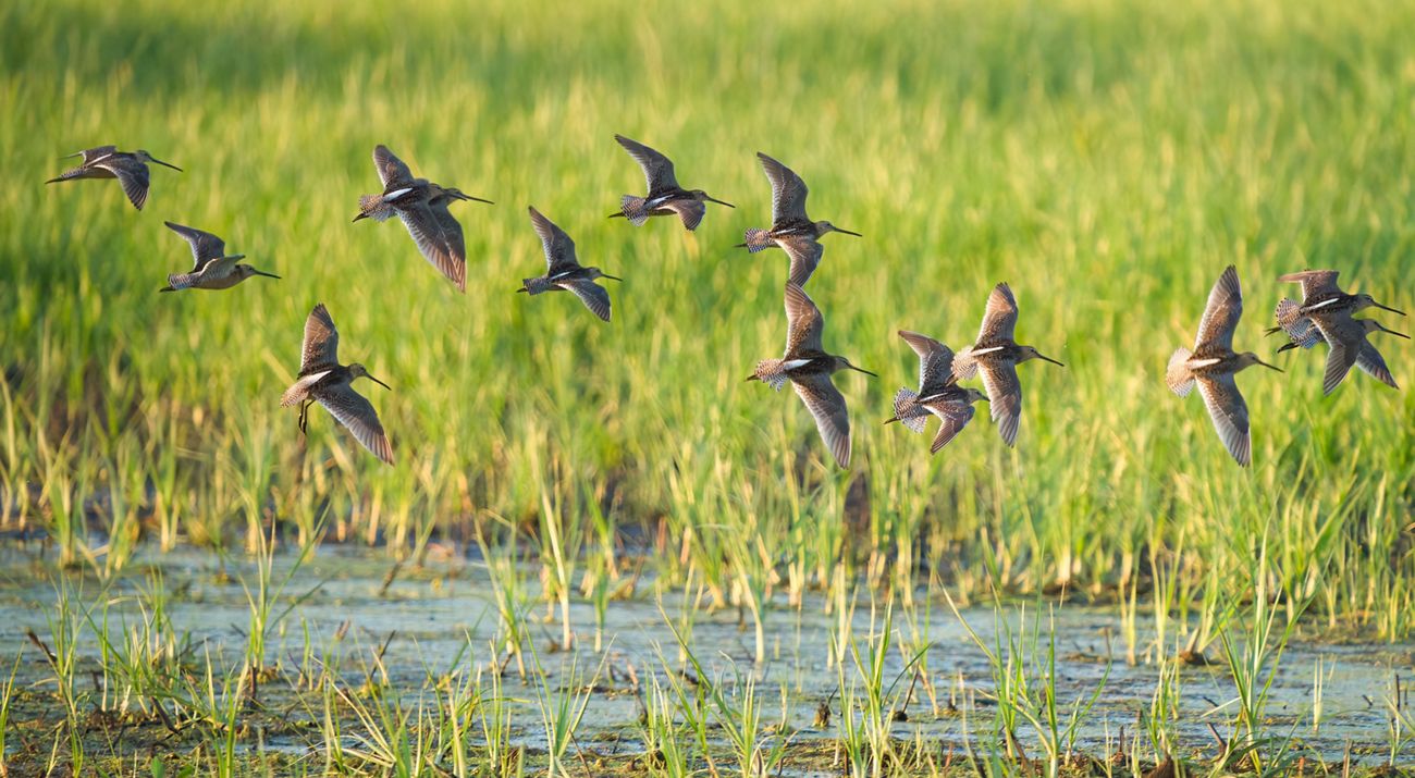Where Can I View Migrating Birds in Avalon NJ: Top Spots