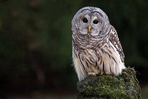 A barred owl on a stump surrounded by green foliage.