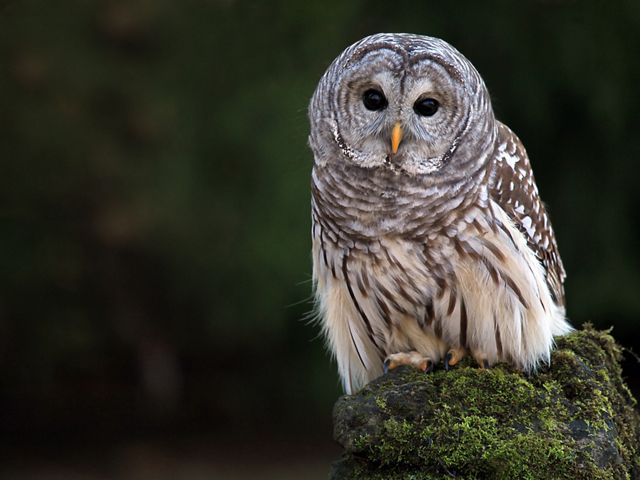 Barred Owl