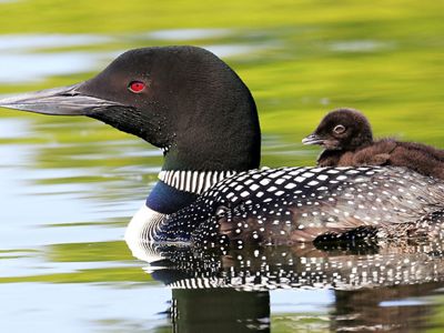 Common Loon and chick in a pond.