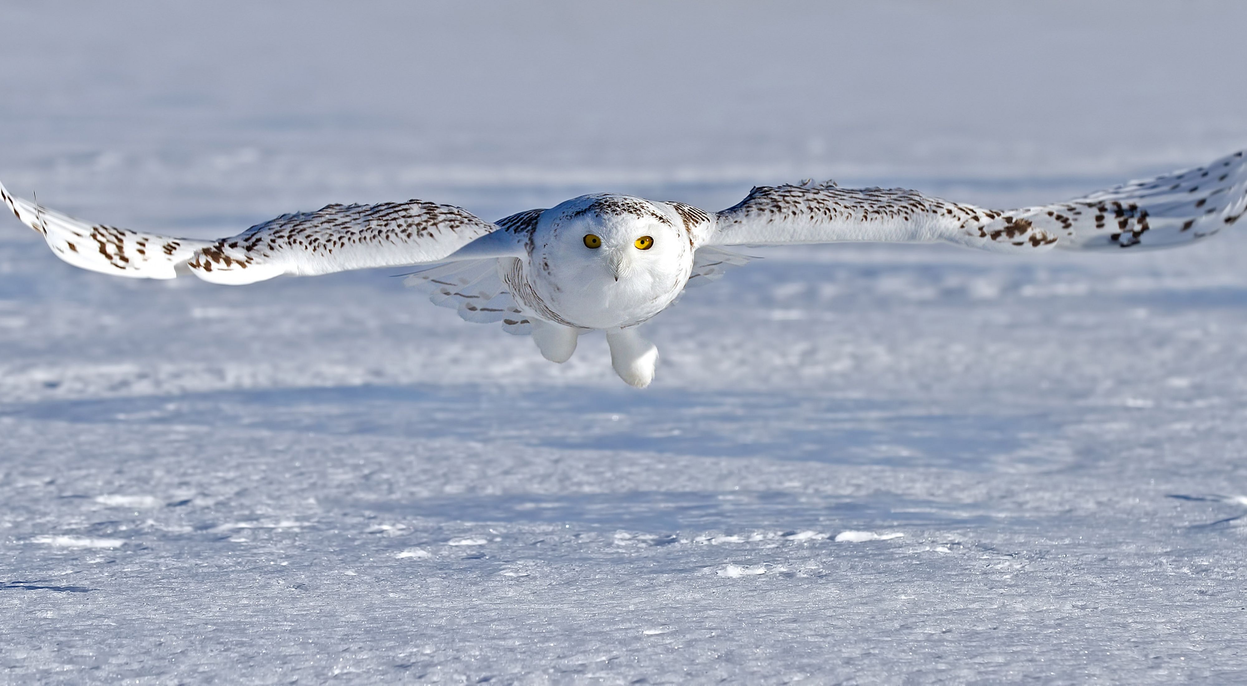 A white snowy owl with some brown stripes on the feathers flying low over a snow-covered landscape.