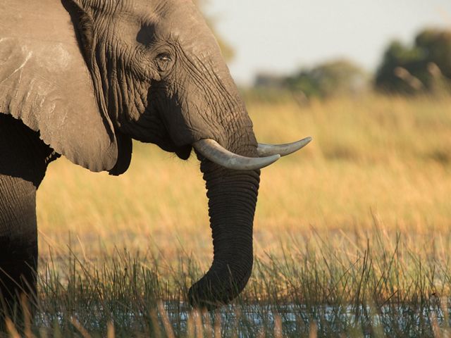 An African elephant in the Okavango Delta, Botswana