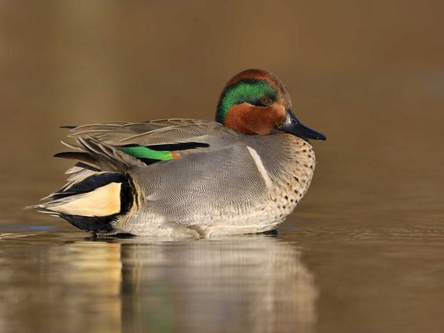 An adult green winged teal is sitting in a pond. 