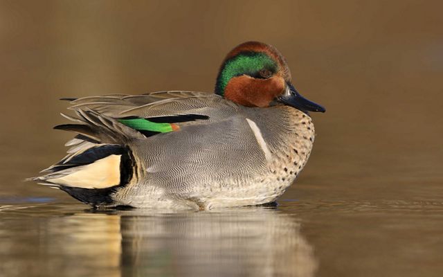 Green-winged teal.