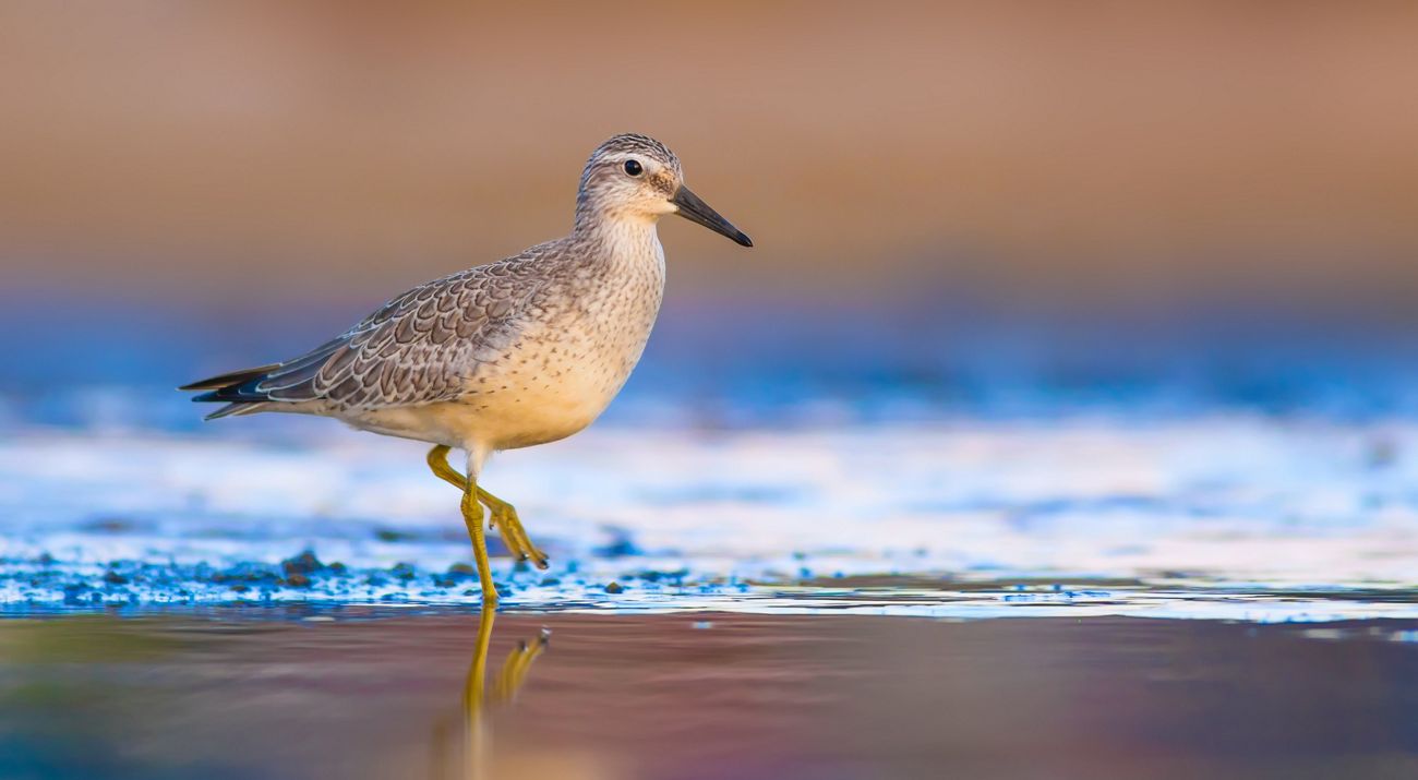 side view of a grey shorebird with a black beak on the beach