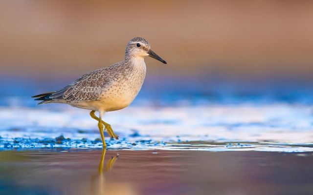 A small brown and white bird walks along a shoreline.