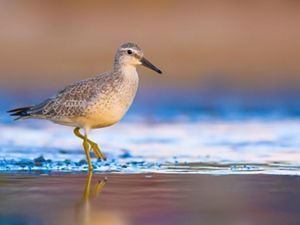 Red knot on beach