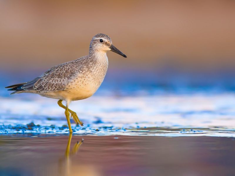 A small brown and white bird walks along a shoreline.
