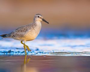 Red knot on beach