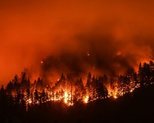 Orange flames engulf a forest at night.