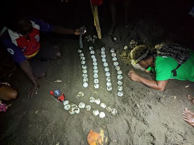 Rangers keep track of how many eggs are laid in each leatherback nest.