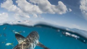 A shark swimming in the water.