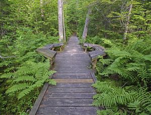 A view looking down a dark brown boardwalk with ferns and green vegetation lining each side.