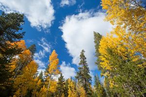 Aspen and evergreen trees in fall.