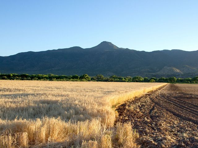 Landscape view of a wide field of golden barley with a mountain range in the far distance.