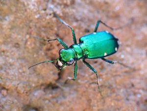 A spotted tiger beetle climbing up bark.