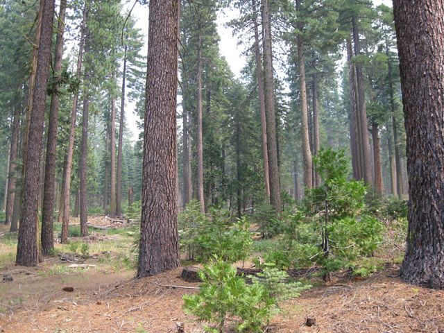 Large trunks of tall, mature trees, with pine needles and some small trees and seedlings in the understory.