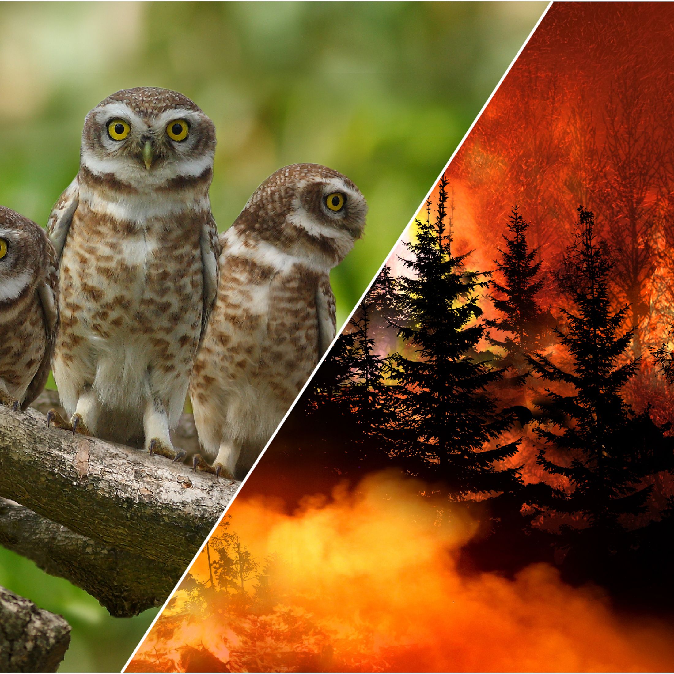 Split image of a burning forest on one side and three small owls on a branch on the other to illustrate climate change.