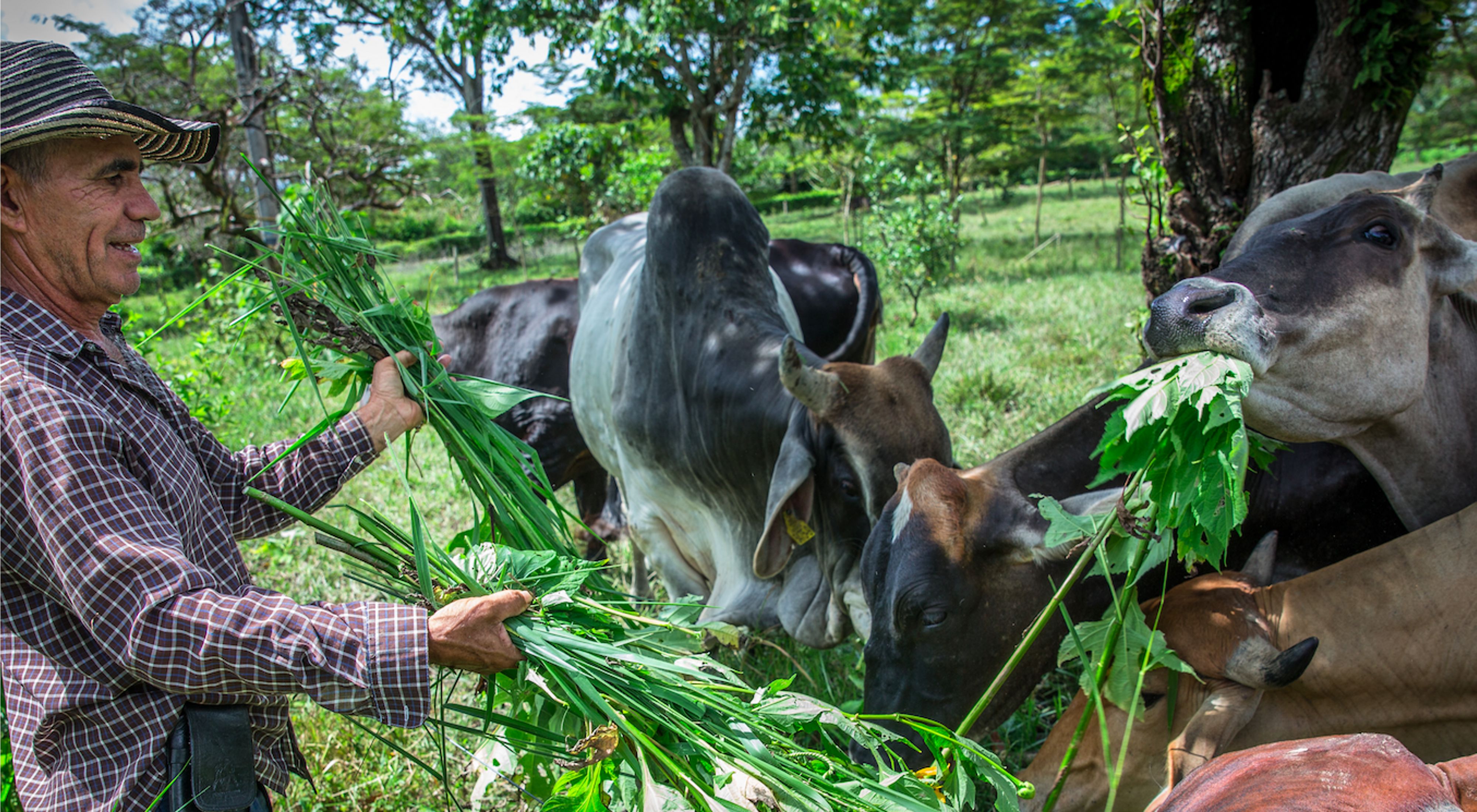 A farmer feeds greens to cattle in a lush pasture with trees.