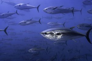 A school of tuna swimming in open water.