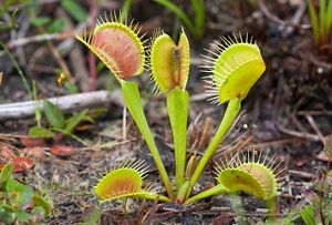 Venus flytrap standing tall. One trap has an insect inside.