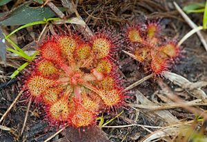 wide open red sundews.