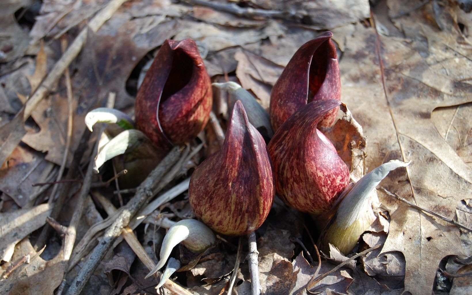 Skunk cabbage plants emerging out of the leaf-covered ground in spring.