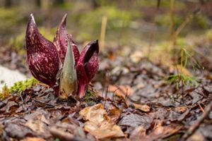 A close-up view of a dark purple skunk cabbage plant on the center lefthand side of the image, planted in brown foliage. 