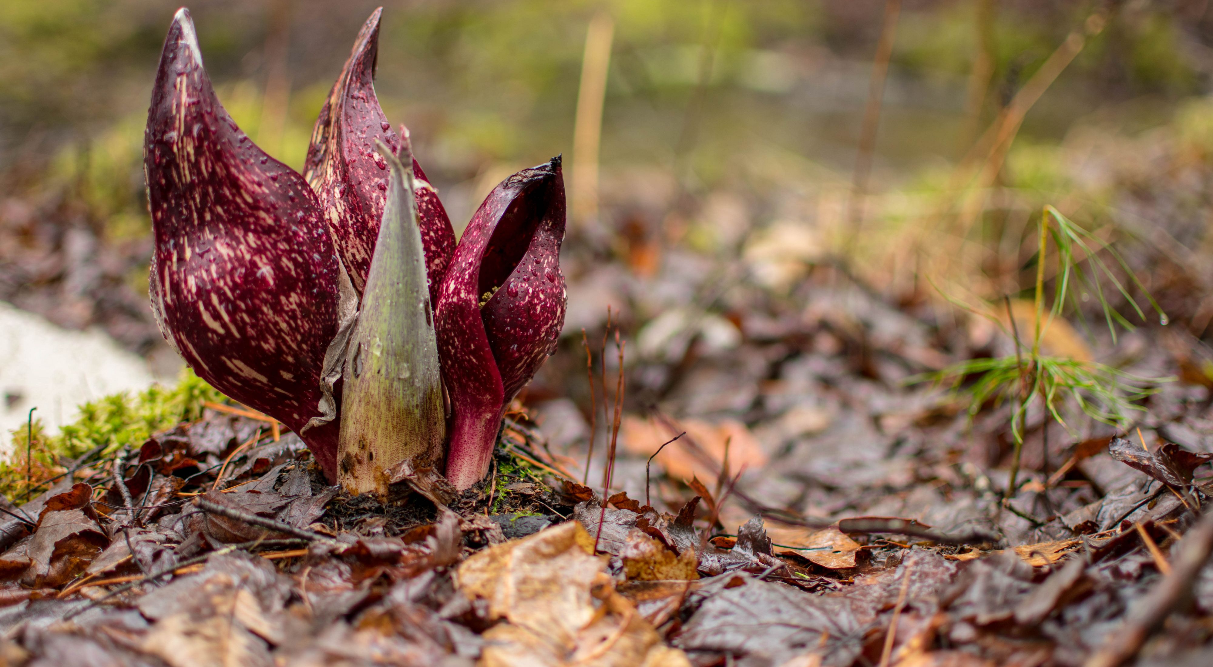 A close-up view of a dark purple skunk cabbage plant on the center lefthand side of the image, planted in brown foliage. 