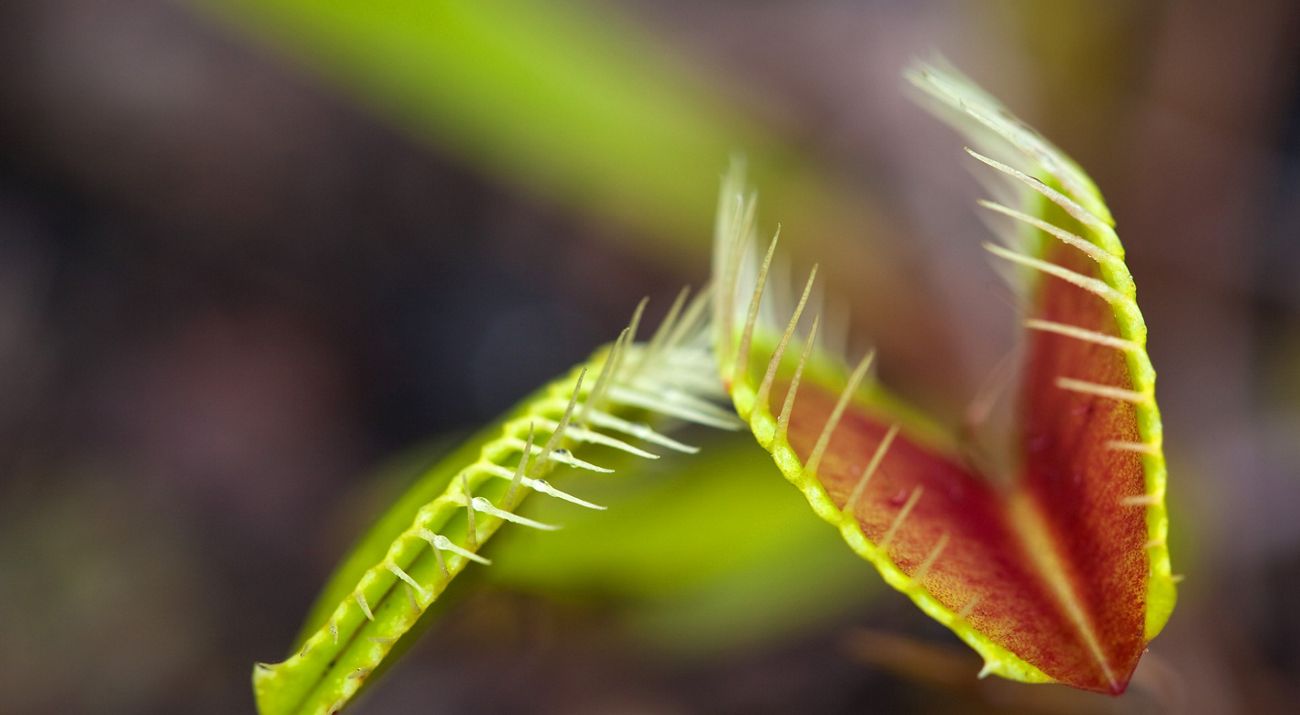 Close up of a Venus flytrap with an open and closed trap.