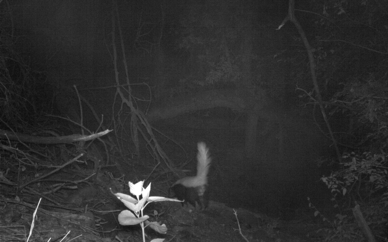 Nocturnal animals Nighttime brings more animals to the Gila River Preserve trail. The white-backed hog-nosed skunk looks for a bite to eat. Striped & western spotted skunk were also spotted. © Keith Geluso/The Nature Conservancy