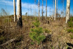 A young evergreen tree stands amid burned, dead trees and dry grasses.