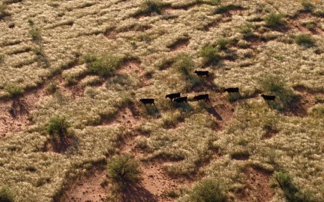 Aerial image of cows in grassland.