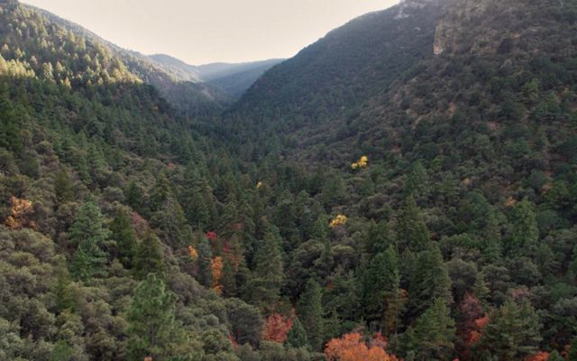 Trees and mountains.
