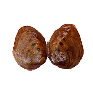 Slabside pearlymussel over a white background.