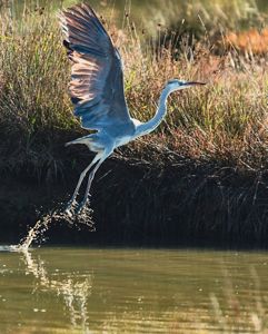 A large bird spreads its wings and starts to fly from a body of water.